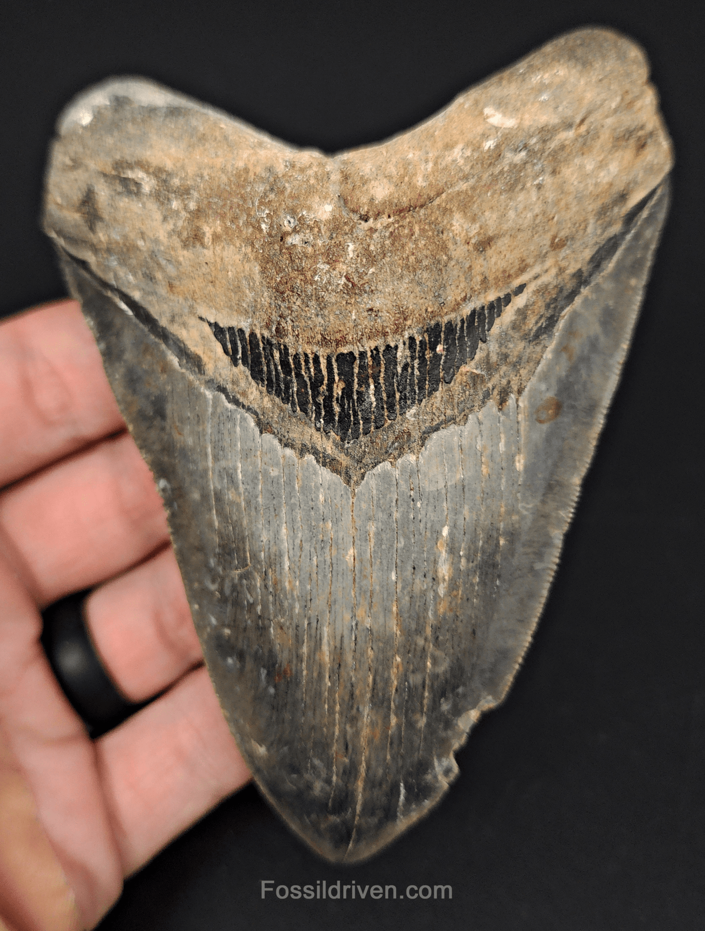Serrated, 4.61" Fossil Megalodon Tooth - Venice, Florida - Fossil Driven