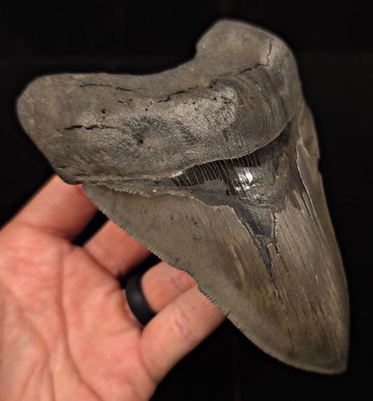 Serrated, 5.62" Fossil Megalodon Tooth - Charleston, South Carolina - Fossil Driven
