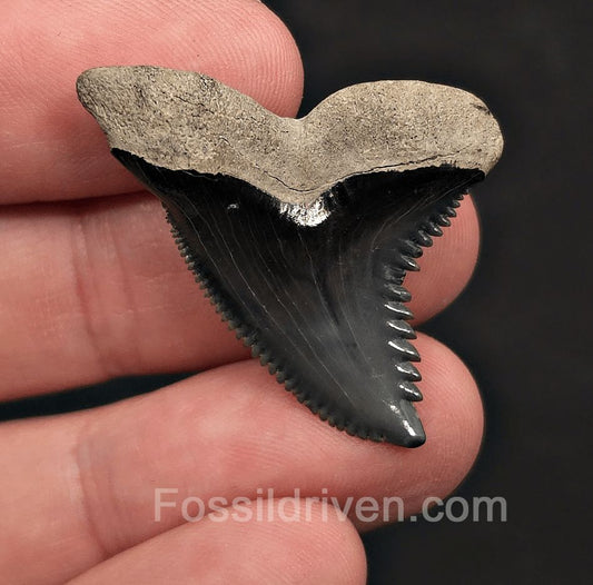Sharp 1.49" Hemipristis Shark Tooth Fossil - Bone Valley, Florida - Fossil Driven