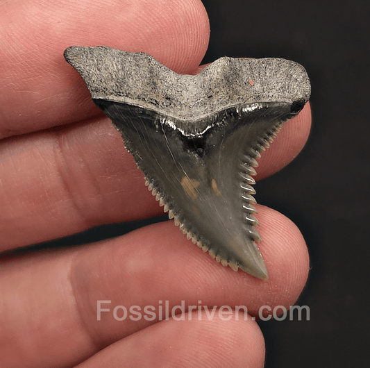 Sharply Serrated 1.42" Hemipristis Shark Tooth Fossil - Bone Valley, Florida - Fossil Driven