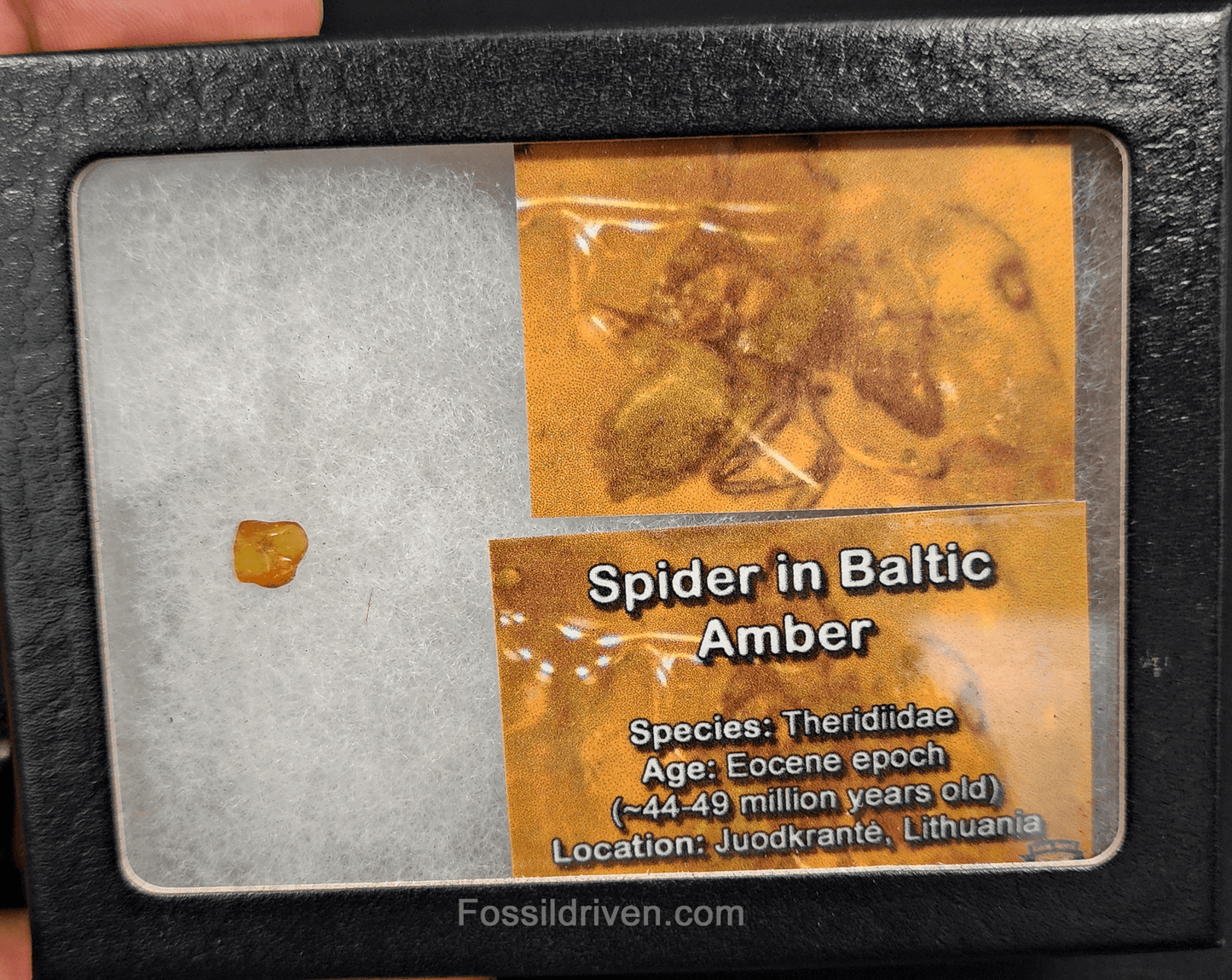 Theridiidae (Spider) in Baltic Amber – 7.00mm Fossil Inclusion - Fossil Driven