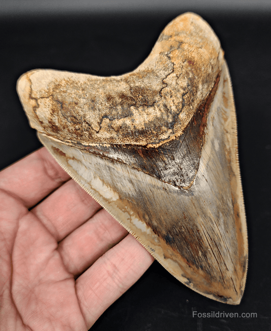 Top 1% 5.41" Megalodon Tooth - Indonesia - Real Fossil Shark Tooth - Fossil Driven