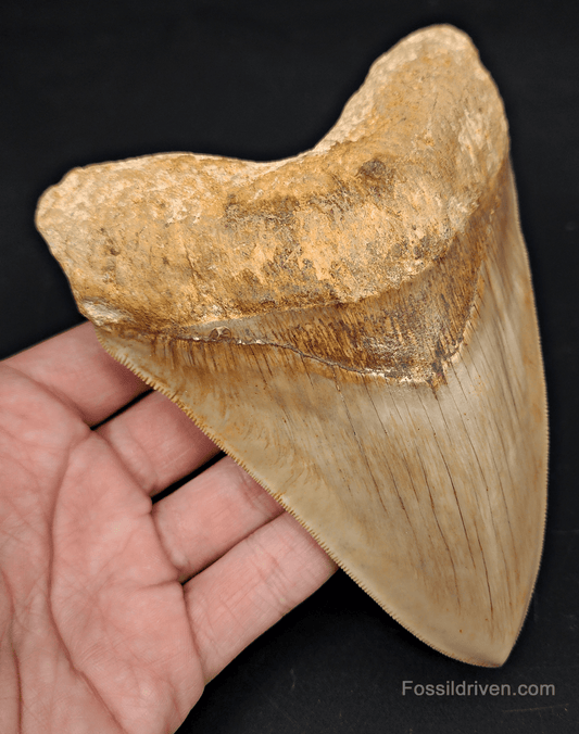Top 1% 5.72" Megalodon Tooth - Indonesia - Real Fossil Shark Tooth - Fossil Driven