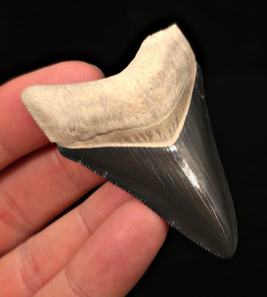 Tuxedo Colored 2.47" Fossil Megalodon Tooth - Bone Valley, Florida - Fossil Driven