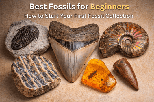 Best Fossils for Beginners: How to Start Your First Fossil Collection - Fossil Driven
