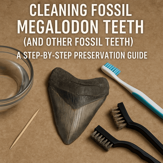 Cleaning Fossil Megalodon teeth and other fossil teeth - a step-by-step preservation guide