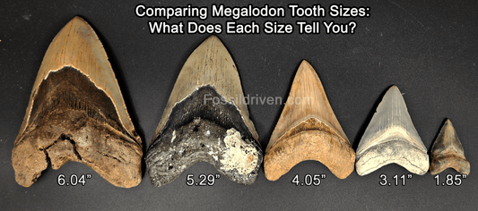 Comparing Megalodon Tooth Sizes: What a 2″ vs. 6″ Meg Tooth Tells You - Fossil Driven