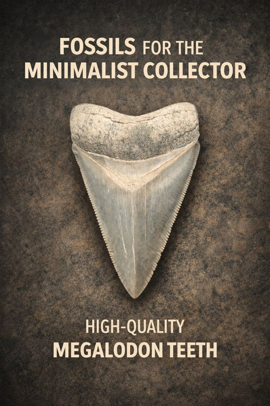 Fossils for the Minimalist Collector: Fewer Pieces, Higher-Quality Megalodon Teeth - Fossil Driven