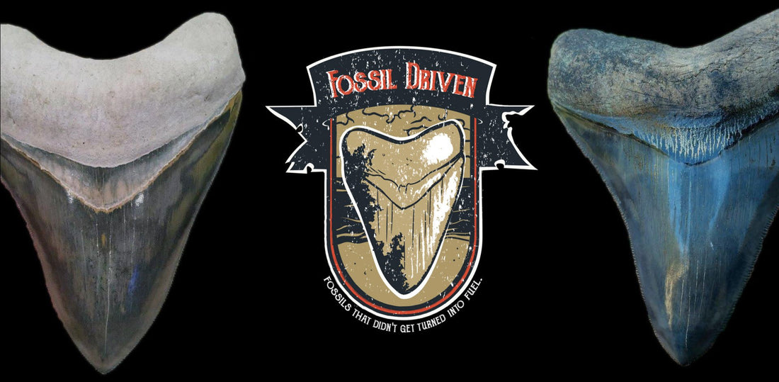 From Depths to Doorsteps: Crafting an Online Fossil Megalodon Tooth Business | Fossil Driven - Fossil Driven
