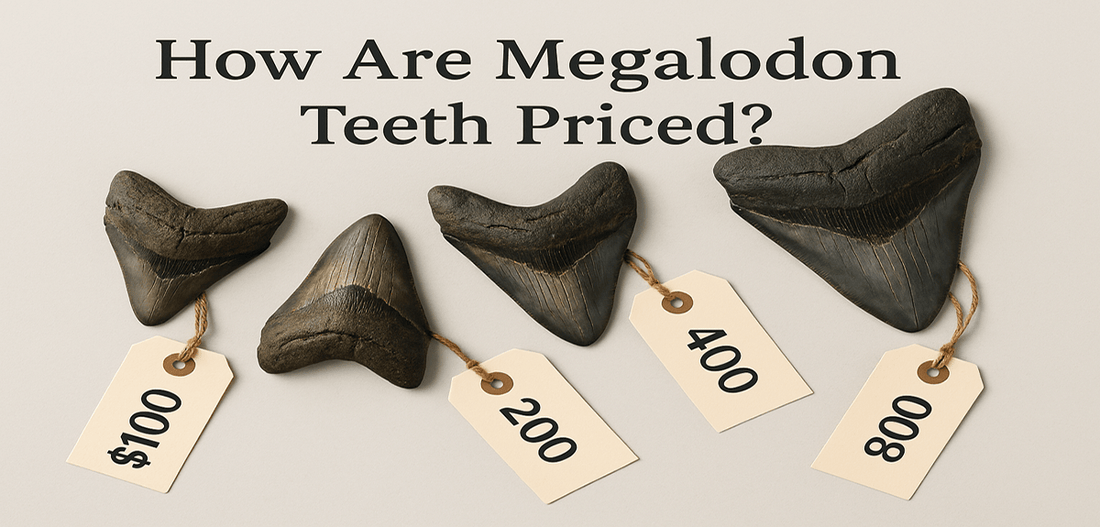 How Are Fossil Megalodon Teeth Priced? - Fossil Driven
