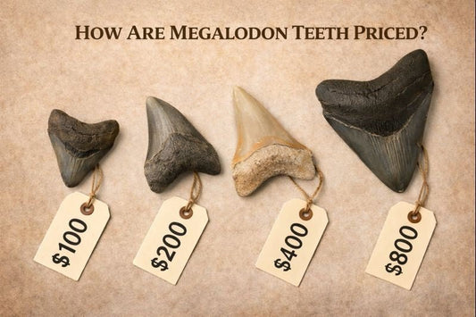 How Are Fossil Megalodon Teeth Priced? - Fossil Driven