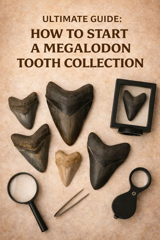 How to Start a Megalodon Tooth Collection | Fossil Driven - Fossil Driven