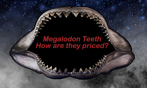 How Are Fossil Megalodon Teeth Priced?