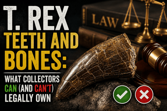 T. Rex Teeth and Bones: What Collectors Can (and Can't) Legally Own - Fossil Driven