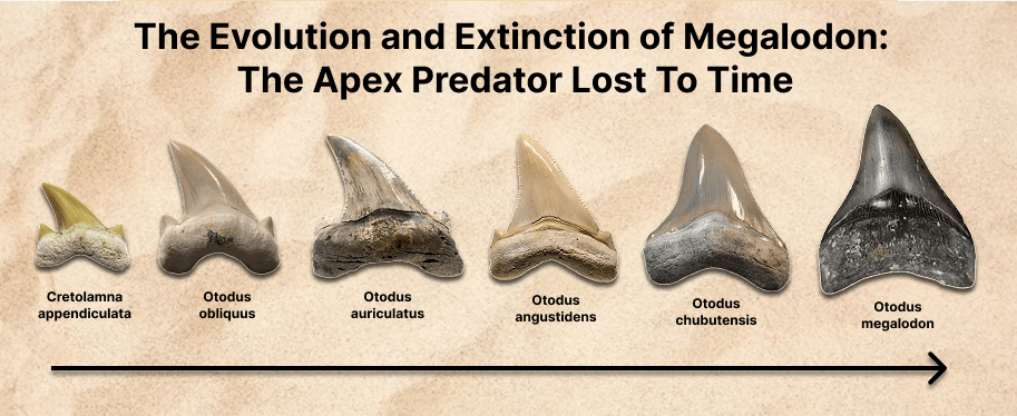 The Evolution and Extinction of Megalodon: The Apex Predator Lost to Time - Fossil Driven