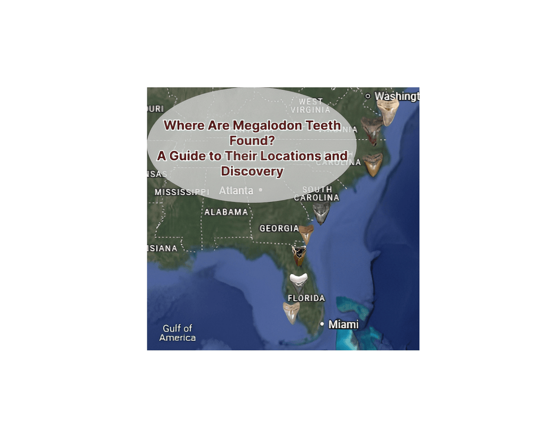 Where Are Megalodon Teeth Found? A Guide to Their Locations and Discovery - Fossil Driven