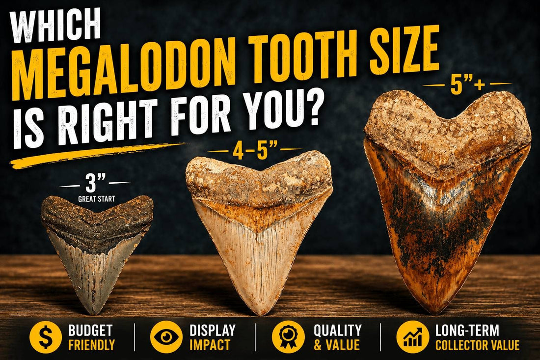 Which Megalodon Tooth Size Is Right for You? | Fossil Driven - Fossil Driven