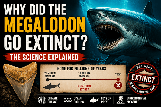 Why Did the Megalodon Go Extinct? - Fossil Driven