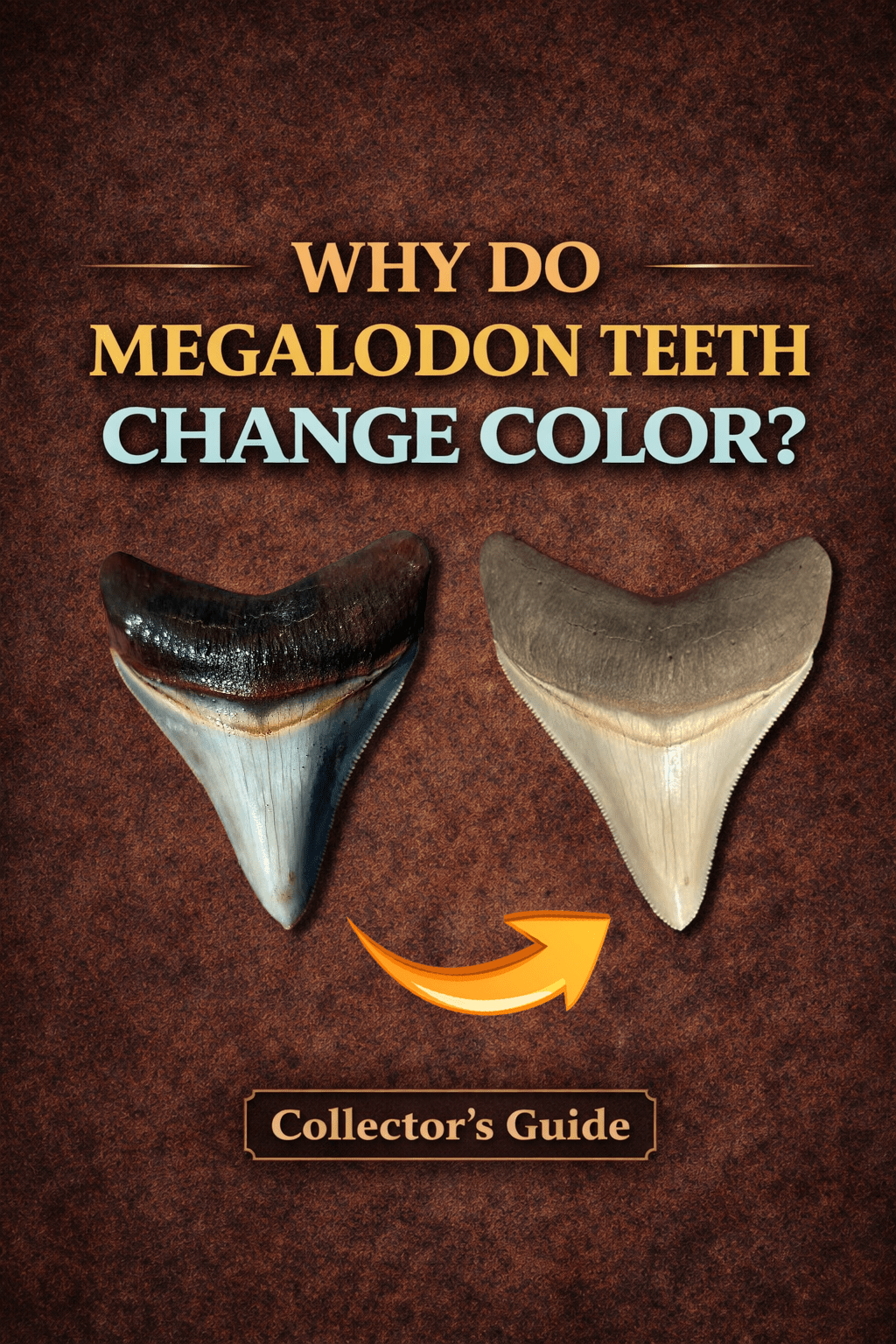 Why Do Fossil Megalodon Teeth Change Color When They Dry?