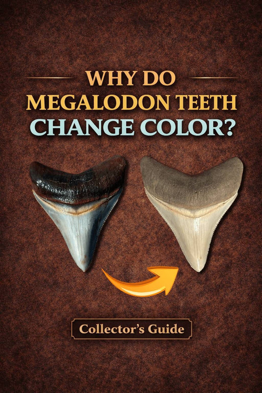 Why Do Fossil Megalodon Teeth Change Color When They Dry? - Fossil Driven