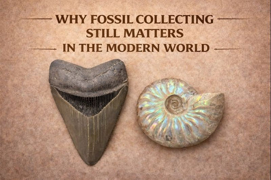 Why Fossil Collecting Still Matters in the Modern World - Fossil Driven
