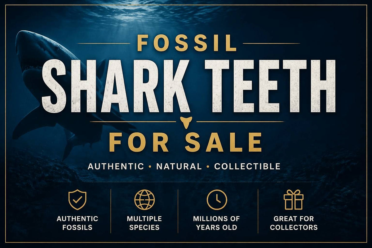 Fossil Shark Teeth for Sale - Fossil Driven