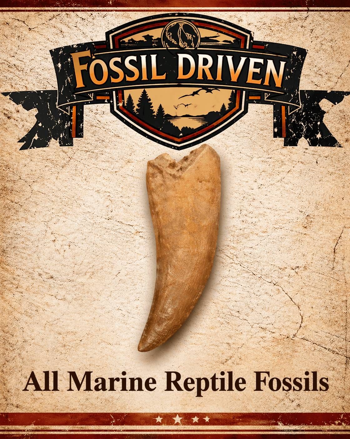 Marine Reptile Fossils for Sale - Fossil Driven