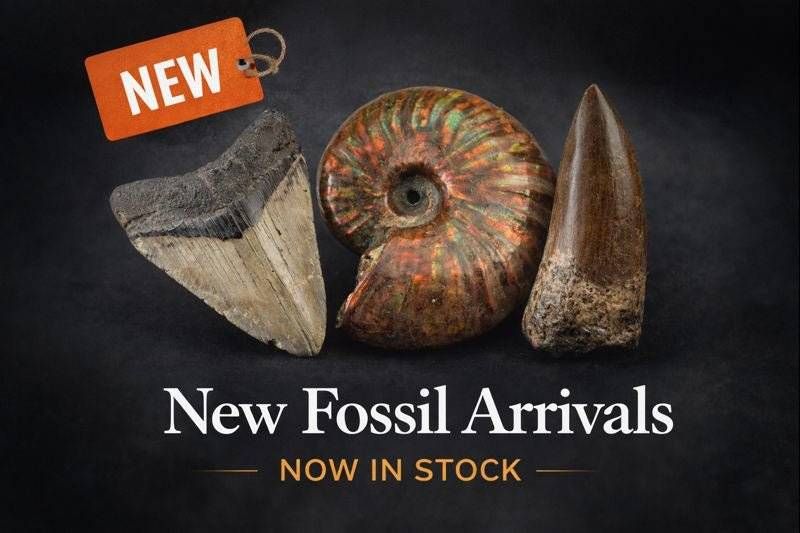 New Fossil Arrivals | Latest Shark Teeth, Dinosaur Fossils & More - Fossil Driven