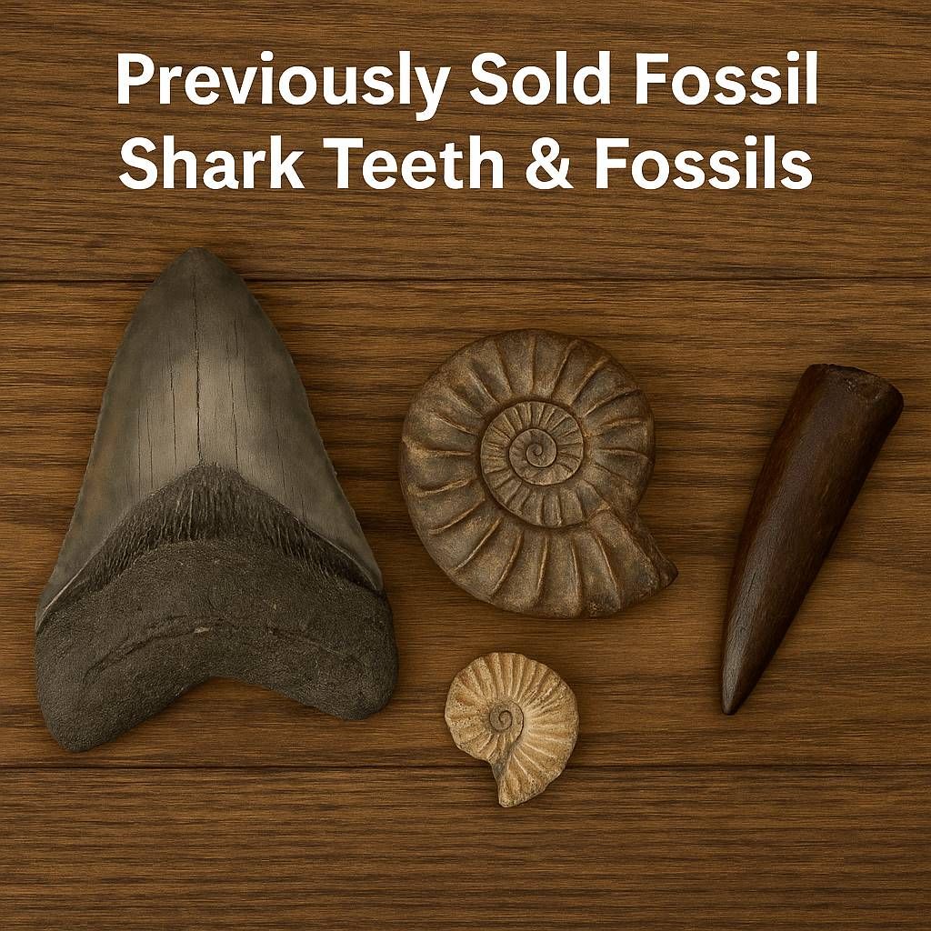 Previously Sold Fossil Shark Teeth & Fossils | Fossil Driven - Fossil Driven