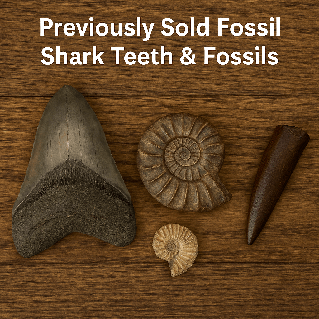 Previously Sold Fossil Shark Teeth & Fossils | Fossil Driven - Fossil Driven