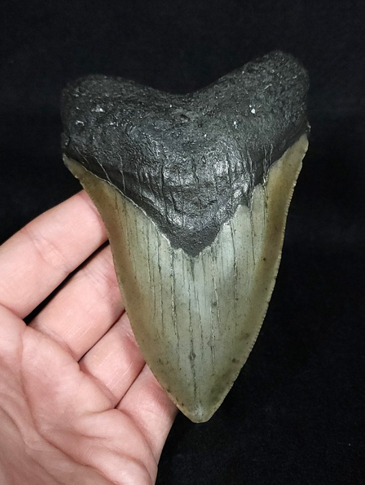 Authentic, 4.61" Fossil Megalodon Tooth - Meg Ledge