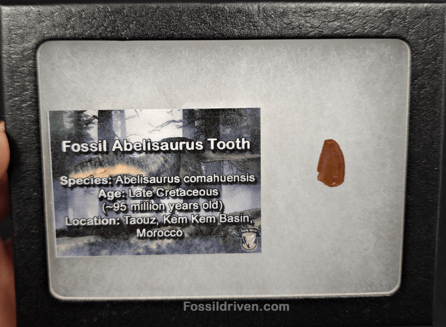 0.50" Fossil Abelisaurid Theropod Tooth – Real Dinosaur Tooth - Fossil Driven