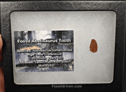 0.50" Fossil Abelisaurid Theropod Tooth – Real Dinosaur Tooth - Fossil Driven