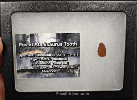 0.50" Fossil Abelisaurid Theropod Tooth – Real Dinosaur Tooth - Fossil Driven