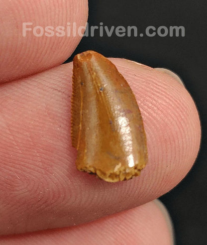 0.50" Fossil Abelisaurid Theropod Tooth – Real Dinosaur Tooth - Fossil Driven