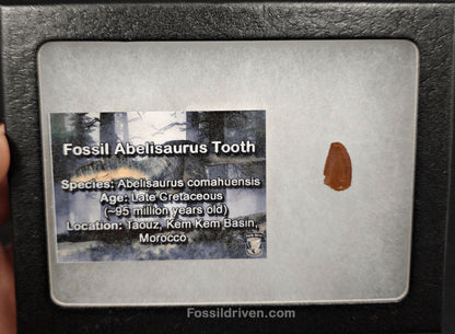0.50" Fossil Abelisaurid Theropod Tooth – Real Dinosaur Tooth - Fossil Driven
