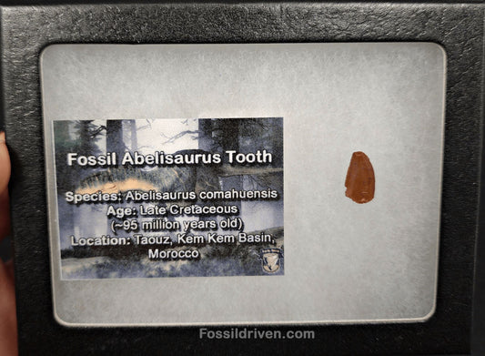 0.50" Fossil Abelisaurid Theropod Tooth – Real Dinosaur Tooth - Fossil Driven