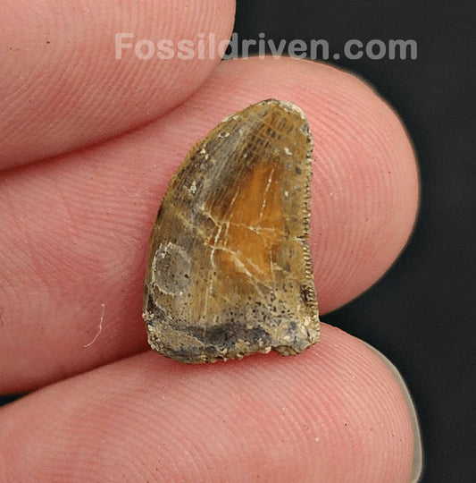 0.55" Fossil Abelisaurid Theropod Tooth – Real Dinosaur Tooth - Fossil Driven