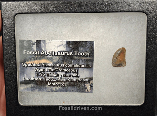 0.55" Fossil Abelisaurid Theropod Tooth – Real Dinosaur Tooth - Fossil Driven
