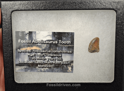 0.55" Fossil Abelisaurid Theropod Tooth – Real Dinosaur Tooth - Fossil Driven