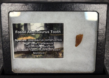 0.59" Fossil Abelisaurid Theropod Tooth – Real Dinosaur Tooth - Fossil Driven