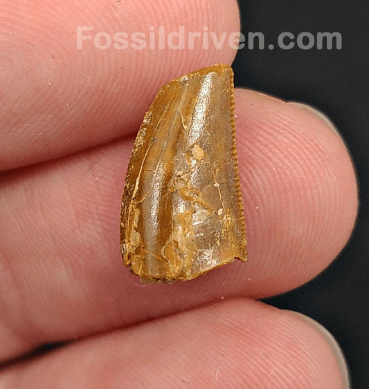 0.61" Fossil Abelisaurid Theropod Tooth – Real Dinosaur Tooth - Fossil Driven
