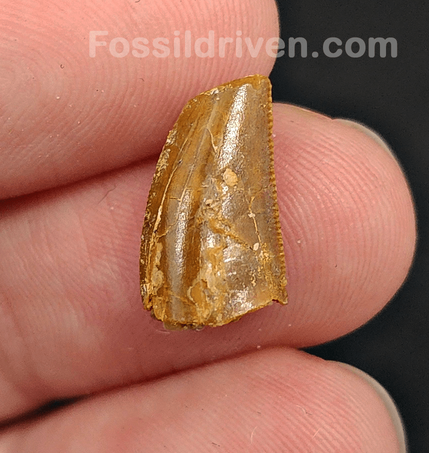 0.61" Fossil Abelisaurid Theropod Tooth – Real Dinosaur Tooth - Fossil Driven