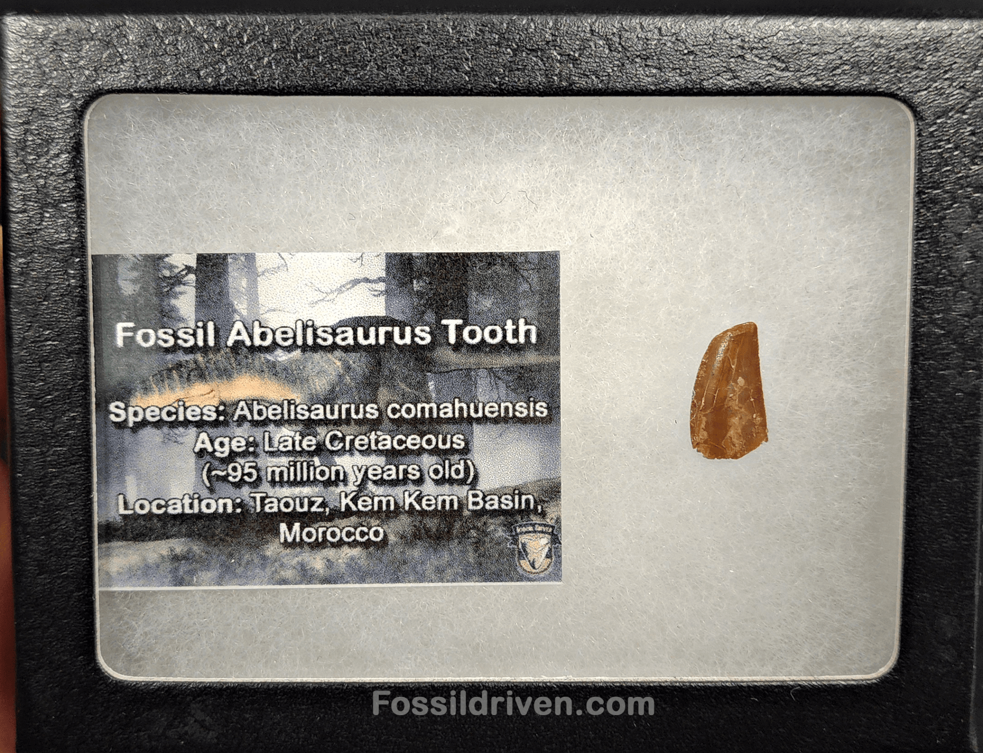 0.61" Fossil Abelisaurid Theropod Tooth – Real Dinosaur Tooth - Fossil Driven
