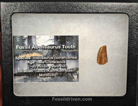0.61" Fossil Abelisaurid Theropod Tooth – Real Dinosaur Tooth - Fossil Driven