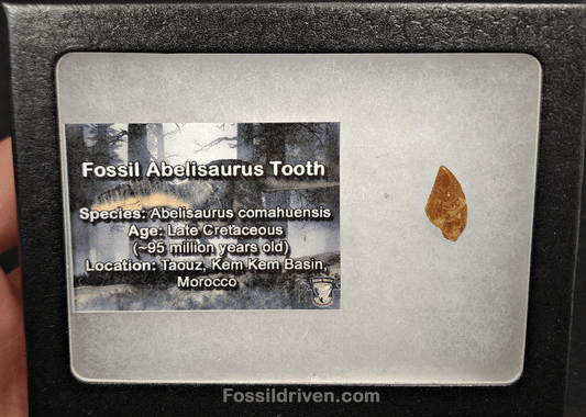 0.62" Fossil Abelisaurid Theropod Tooth – Real Dinosaur Tooth - Fossil Driven