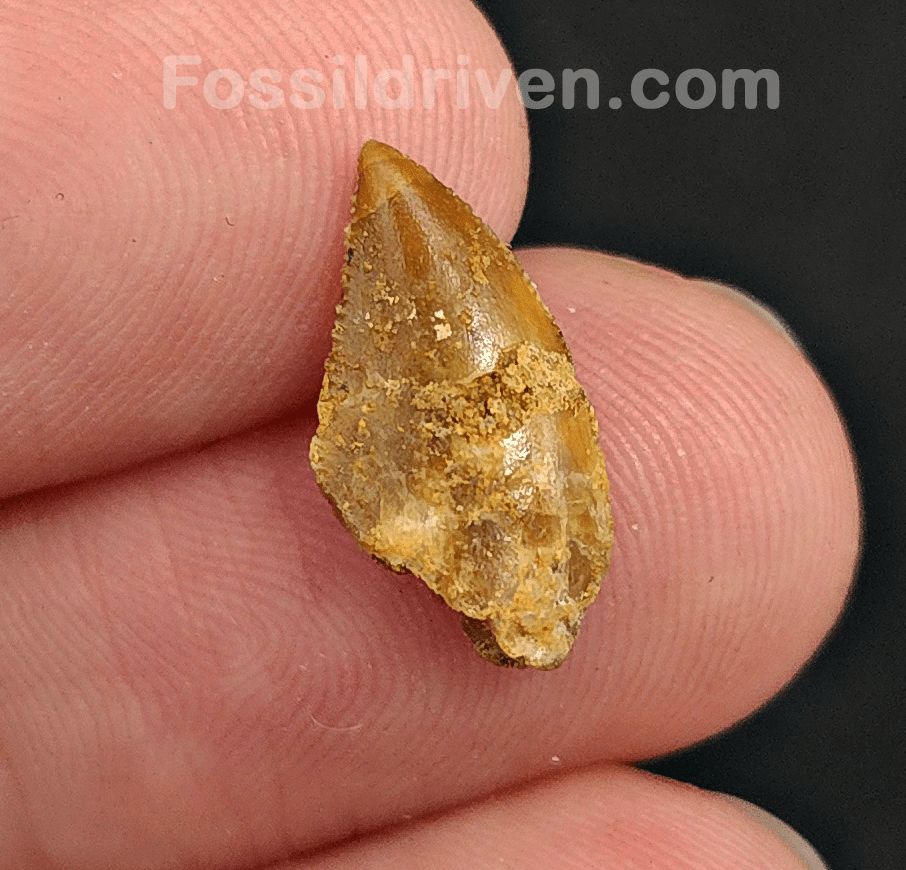 0.62" Fossil Abelisaurid Theropod Tooth – Real Dinosaur Tooth (Abel 2402) - Fossil Driven