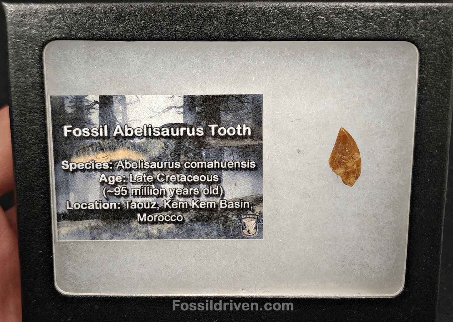 0.62" Fossil Abelisaurid Theropod Tooth – Real Dinosaur Tooth (Abel 2402) - Fossil Driven