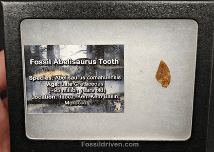 0.62" Fossil Abelisaurid Theropod Tooth – Real Dinosaur Tooth (Abel 2402) - Fossil Driven