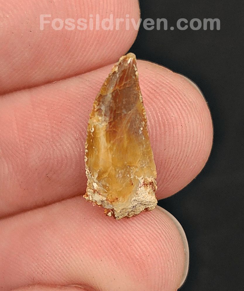 0.68" Fossil Abelisaurid Theropod Tooth – Real Dinosaur Tooth - Fossil Driven